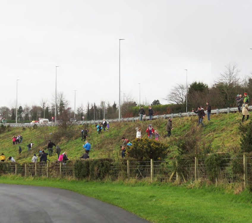 Planter des arbres en Irlande