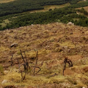 Plantation d'arbres